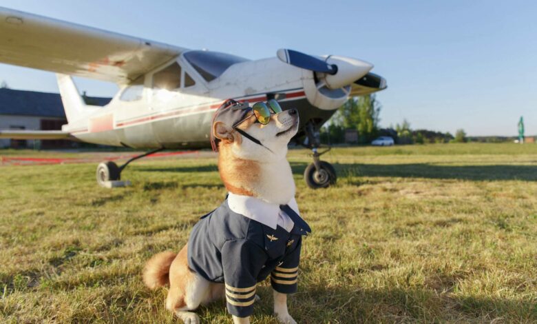 animali cabina aereo