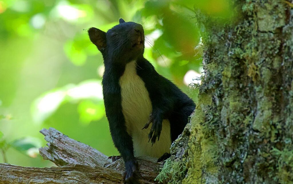 Un esemplare dei scoiattolo nero della Calabria e Basilicata