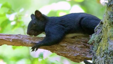 Scoiattolo Nero della Calabria