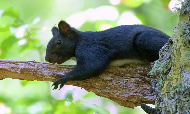 Scoiattolo Nero della Calabria