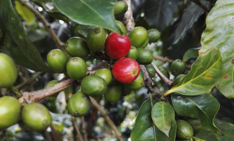  Le piantagioni di caffè