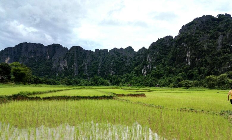 Le risaie di Vang Vieng