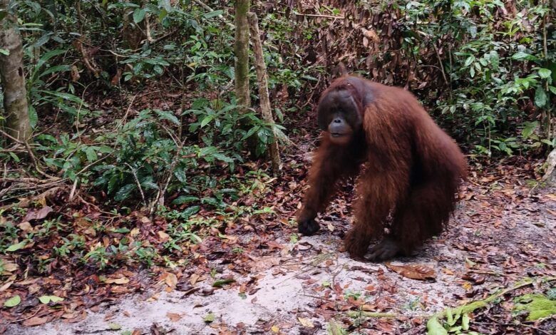 Orangutan del Borneo